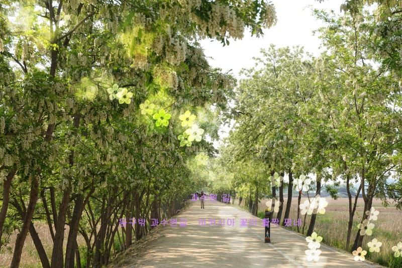 동요 과수원 길 가사