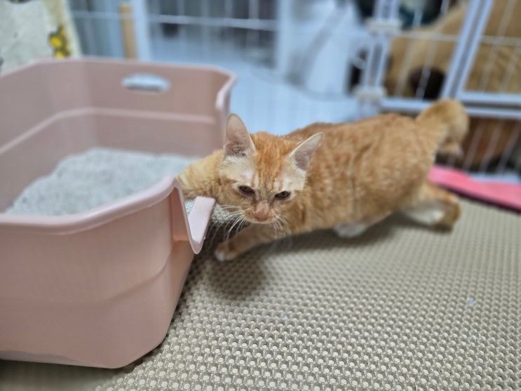  고양이 발작 원인으로 실내 온도를 의심하게 된 하루