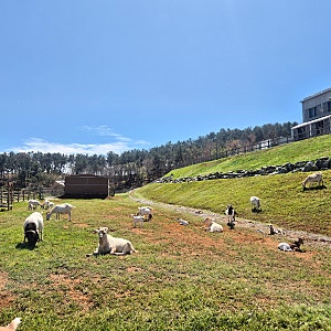 [여행김꽈자] 고창 상하농원 볼거리 총정리 : 파머스 마켓 / 파머스 카페 / 양떼목장 / 산책로 ....