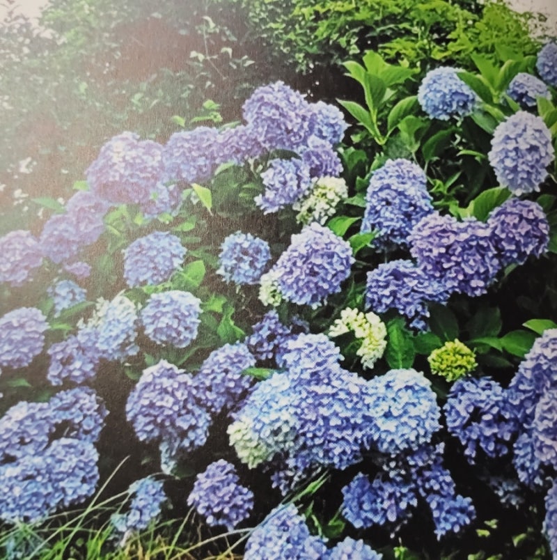 월간가드닝 5월호 수국 화분에서 키우는 팁