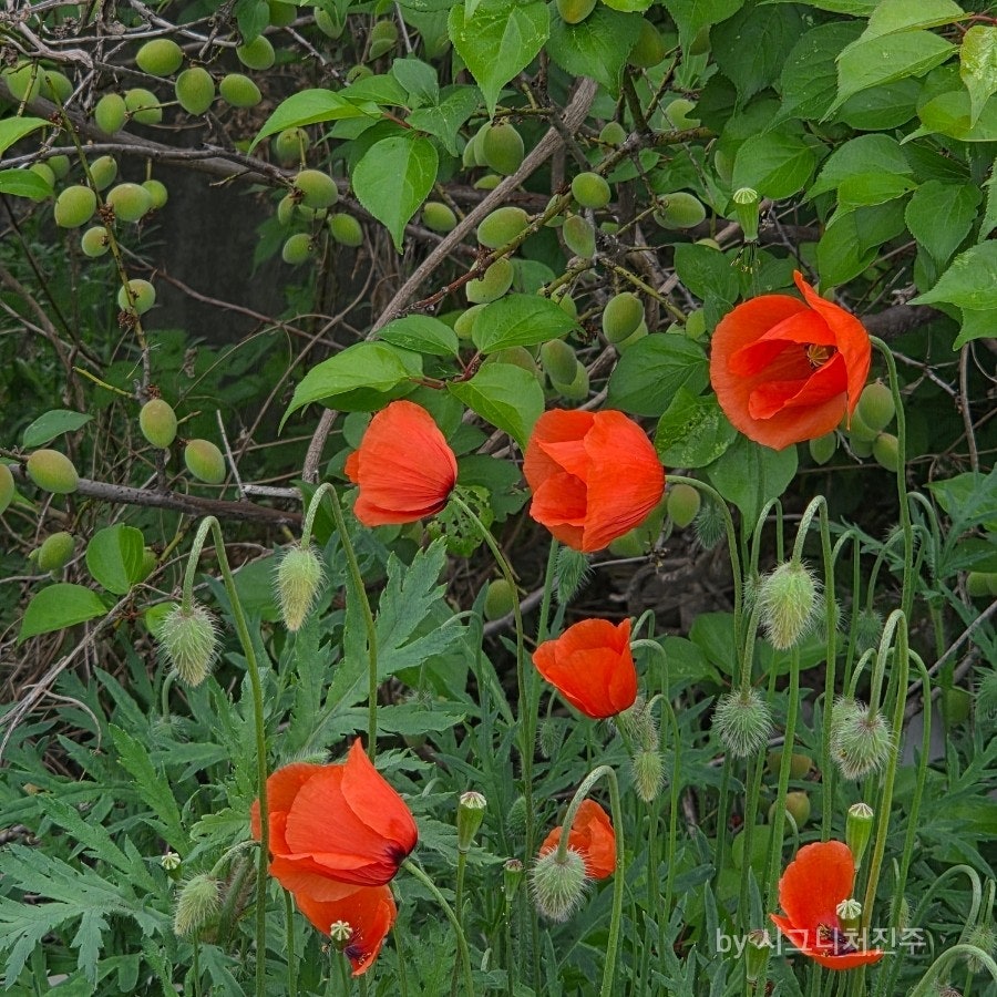 서해정 사진 6