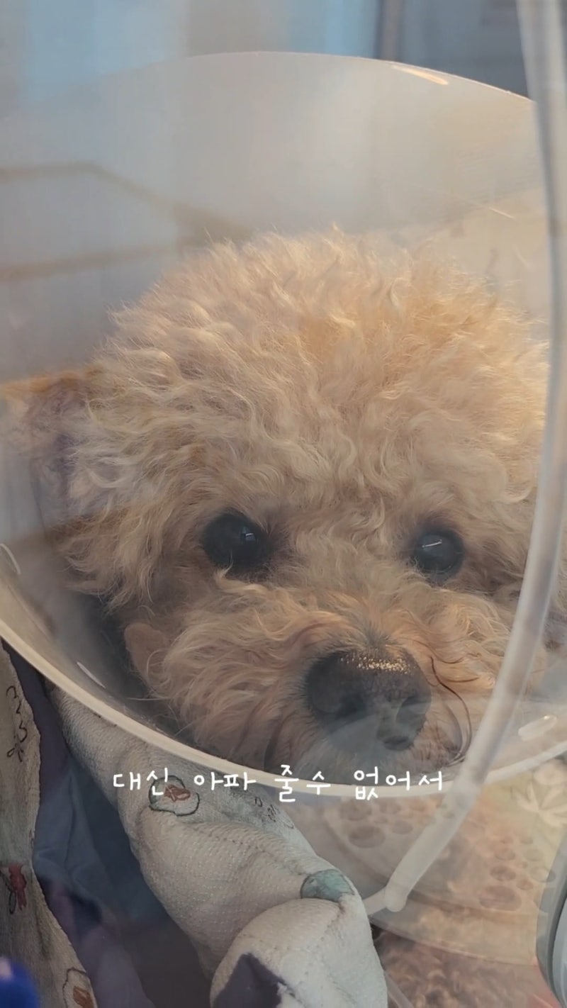 강아지 혈액검사 종류 항목해석 ·필수 검사·영어 뜻·비용