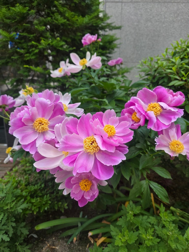  분홍 작약 꽃말｜행복과 풍요를 담은 초여름 꽃