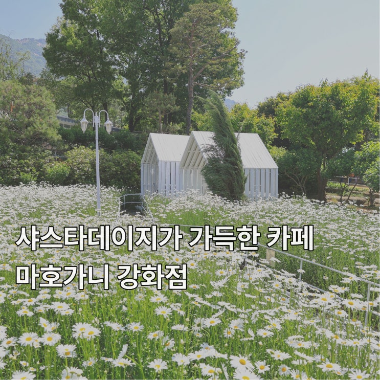  [강화] 5월에 피는 샤스타데이지 꽃이 아름답게 가득한 카페 <마호가니>