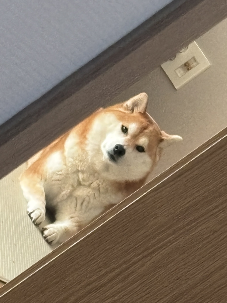 오브케이크 사진 1