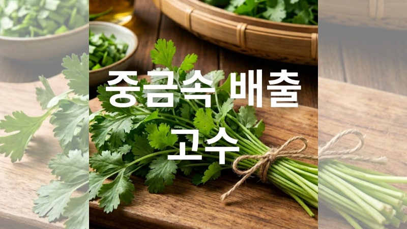 고수 효능과 부작용 및 올바른 섭취 방법 완벽 정리