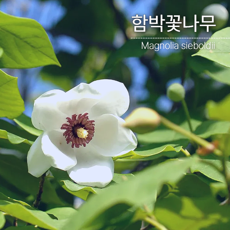  함박꽃나무 (산목련) 특징 총정리