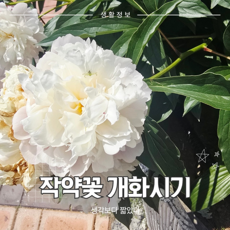 작약꽃 개화시기 | 요즘 보면 금방 달라지는 이유