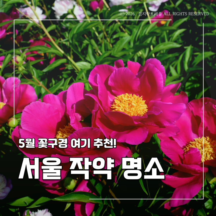  서울 작약 명소, 지금 가장 예쁜 서울대공원 모란작약원