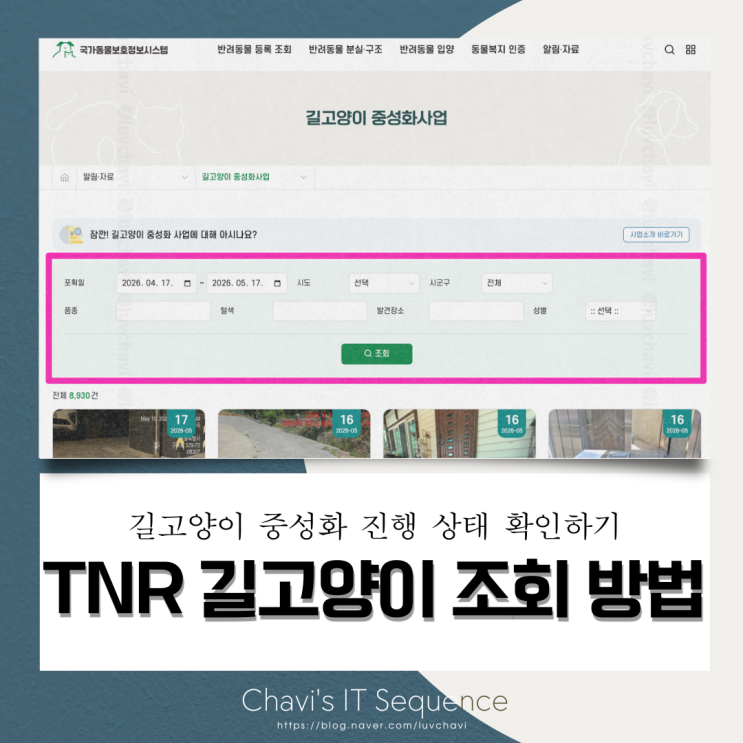  TNR 신청한 길고양이 중성화 진행 상태 조회 방법