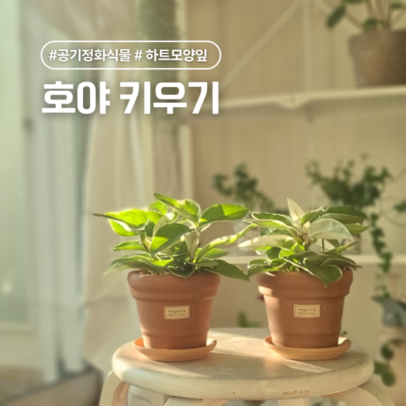 초보자 화분 추천 키우기 쉬운 실내 공기정화 식물 호야 특징 특징과 물주기 번식 방법