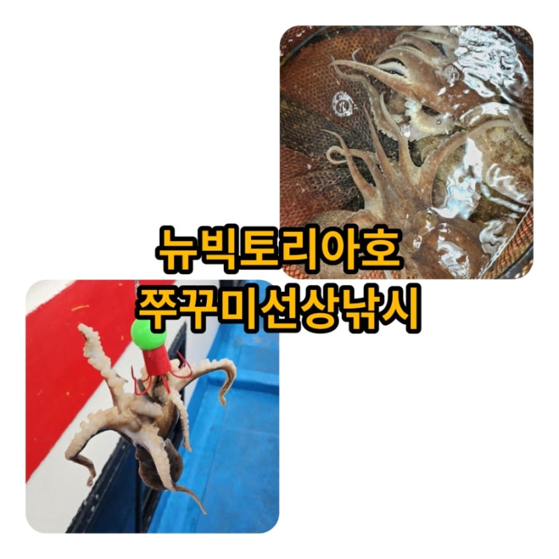 봄알쭈꾸미 군산낚시터미널 뉴빅토리아호 비응항 선상낚시 방법 시간 비용 정보