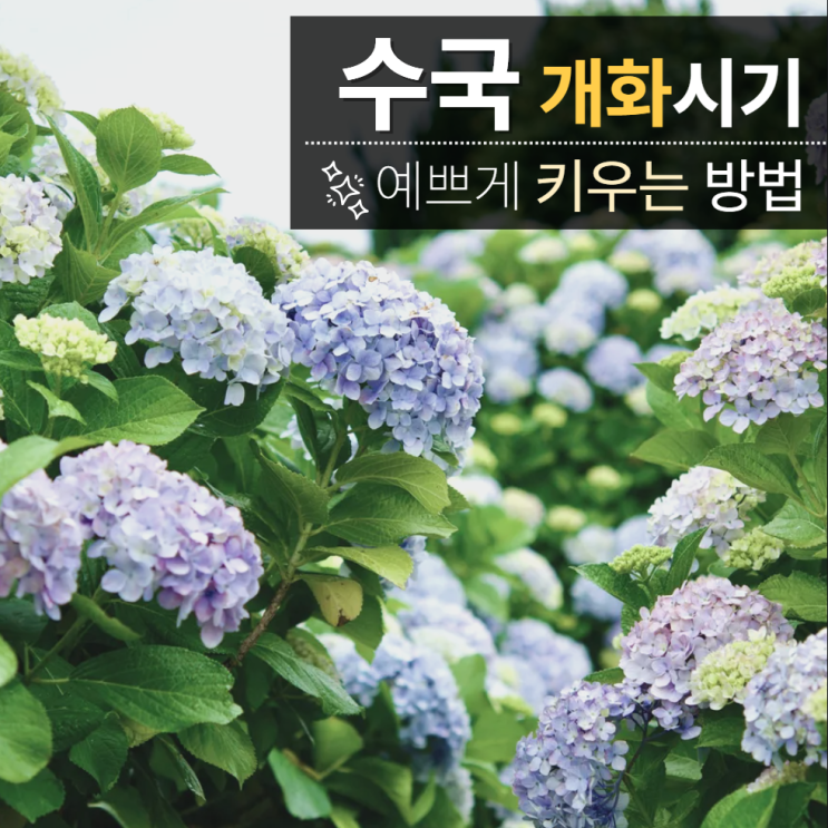  수국 개화시기 키우기 가지치기 꽃말