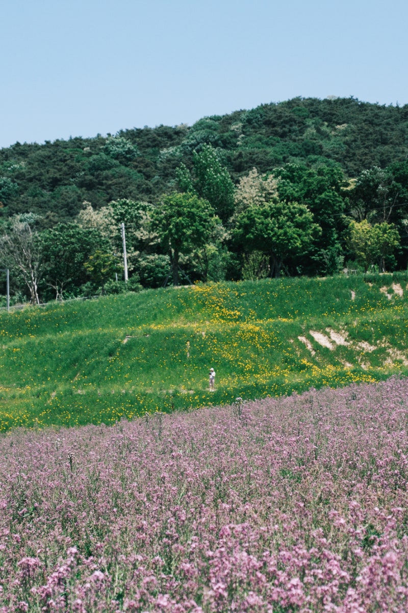 [정읍 가볼만한 곳] 초록빛 산자락 아래 펼쳐진 보랏빛 물결, 정읍 허브원 청유채꽃 실시간 ....