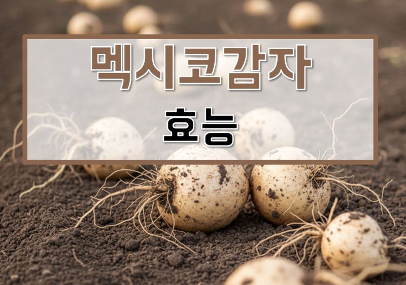 멕시코감자 먹는방법, 요리, 씨앗, 보관법, 부작용, 먹는법, 종자, 재배, 심는시기, 파종시기, ....
