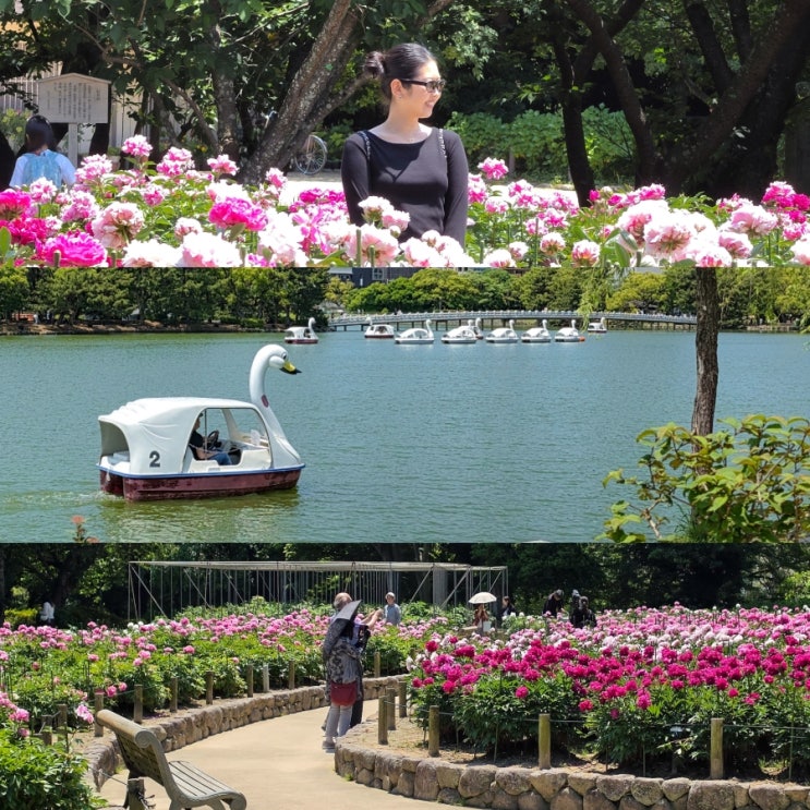  후쿠오카 여행코스 추천 오호리공원 작약꽃밭 일본 5월 6월 볼거리