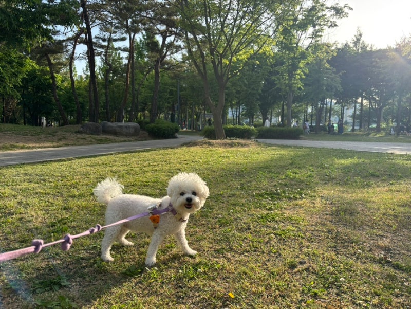 펫바이트 강아지진드기퇴치제 강아지산책필수템