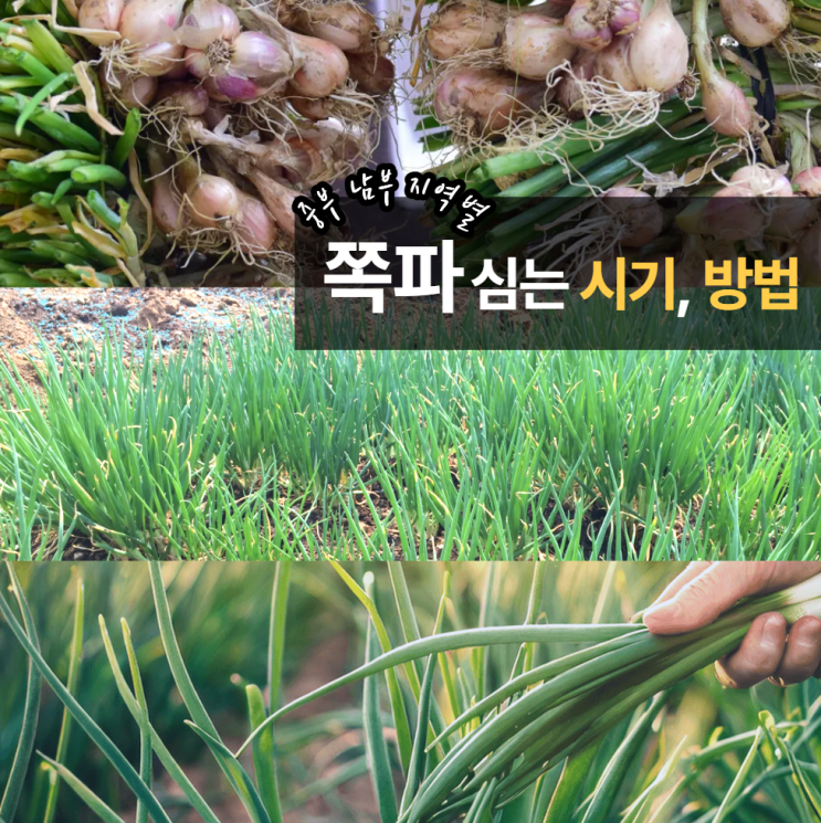  쪽파심는시기 방법 간격 중부 남부 언제?