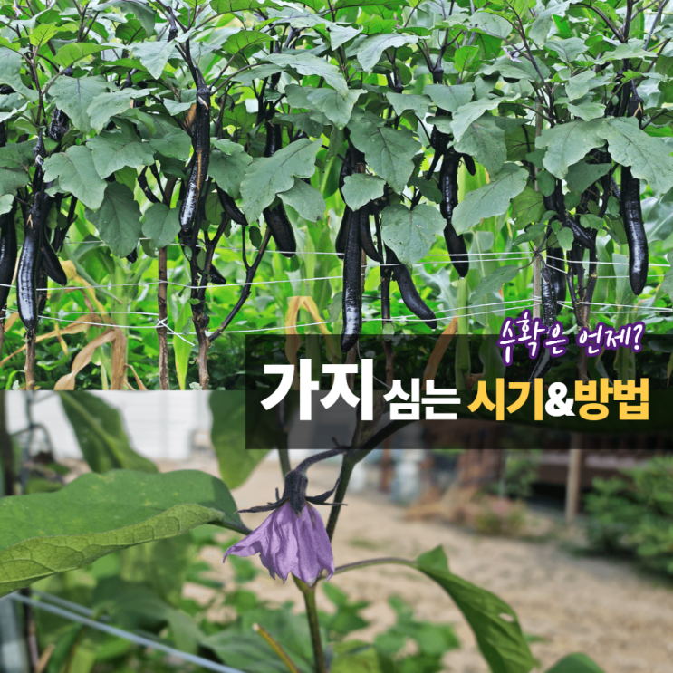  가지 심는 시기 방법 보관법 수확