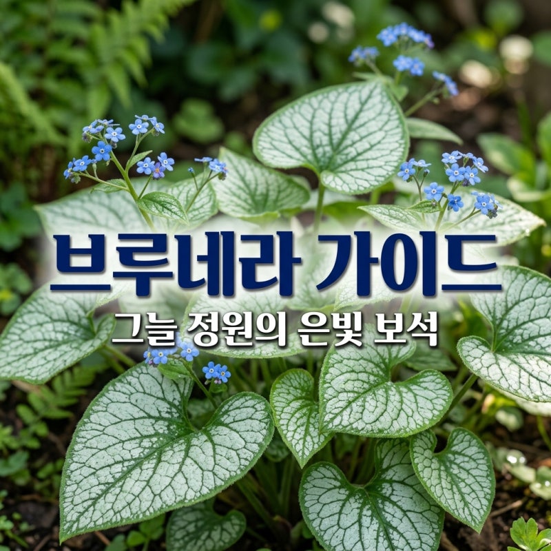 2026년 브루네라 키우기 가이드, 그늘 정원의 보석 잭프로스트 팁 5가지