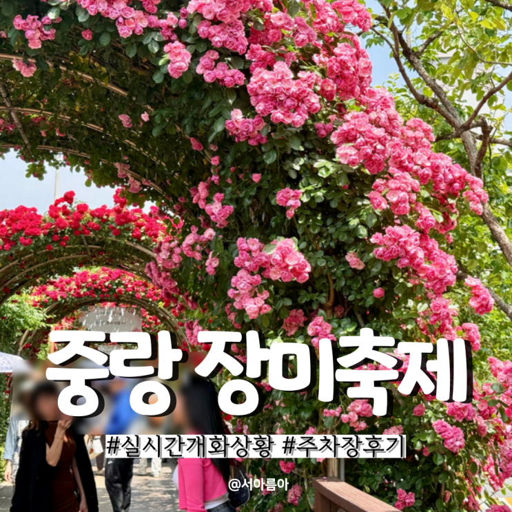  실시간 중랑 장미공원 장미축제 개화상황 주차장 서울 태릉 장미축제 후기
