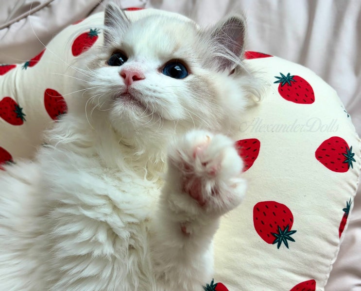 고양이 재채기·콧물·코막힘｜집에서 먼저 보는 7가지와 병원 신호