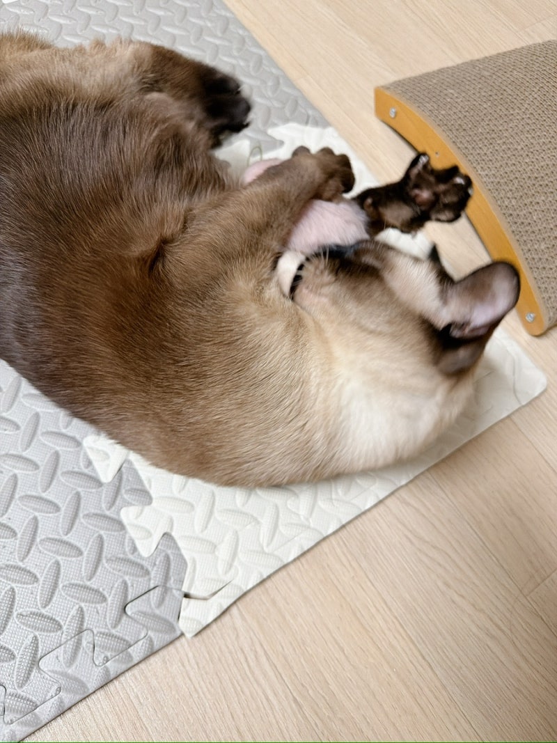 고양이 장난감 추천! 픽스드스타 캣닢 마따따비 쥐돌이 인형