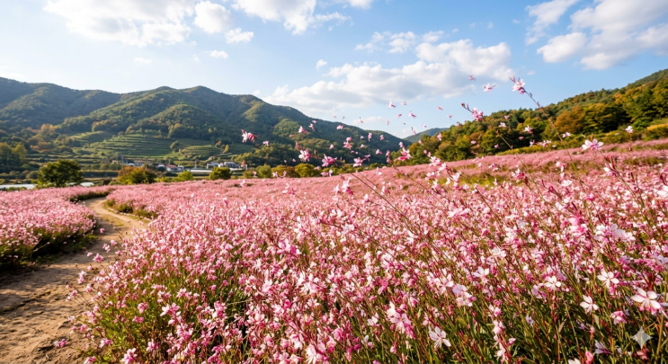  6월 가우라 꽃길 드라이브 완벽 가이드 | 나비바늘꽃 군락지 공원 무료 입장 총정리