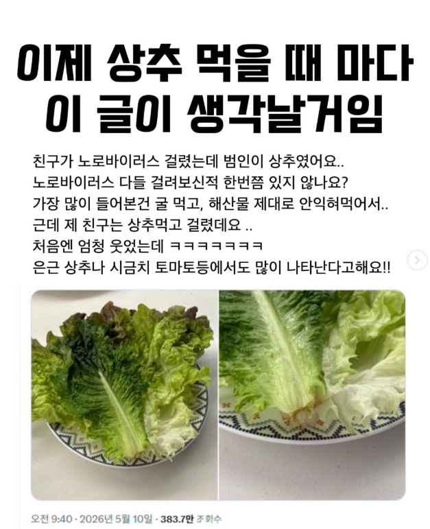  상추 먹었는데 노로바이러스에 걸린다고?