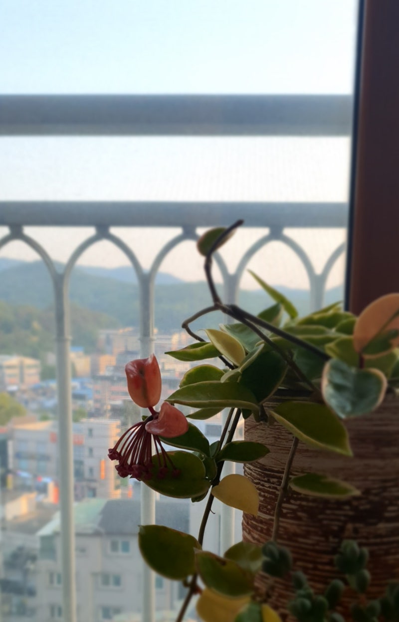 환희호야(Hoya carnosa 'Krimson Queen')