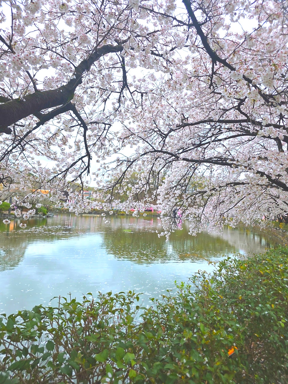 대우통닭 사진 1
