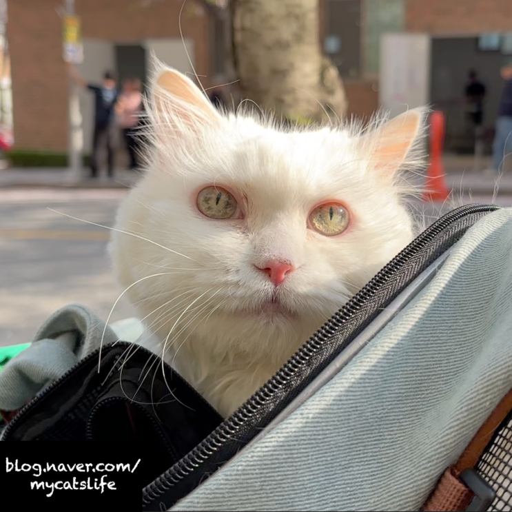 고양이 호스피스 반짝이고 특별했던 순간