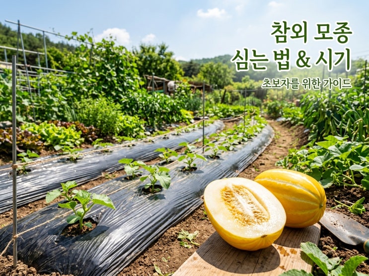  참외 모종 심는 시기 및 참외 모종 심는 법