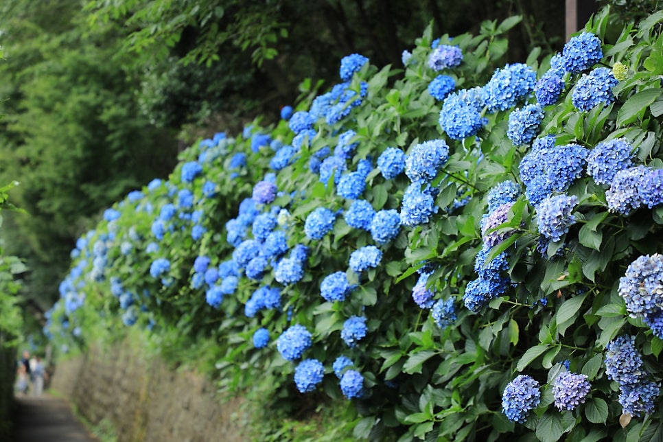 봉황산산림욕장 사진 1