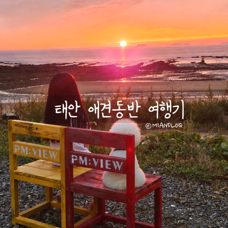 태안 애견동반 가볼만한곳 안면도 당일치기 여행코스
