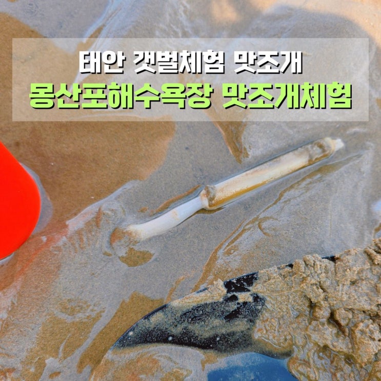  태안 몽산포해수욕장 맛조개체험 조개잡이 해루질 서해여행 안면도 무료 갯벌체험