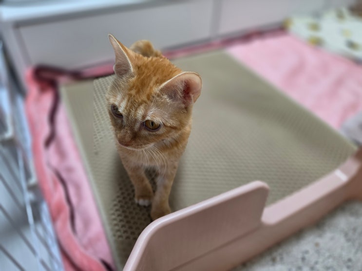  고양이 발작 이후 실내 온도 관리에 더 신경쓰네요