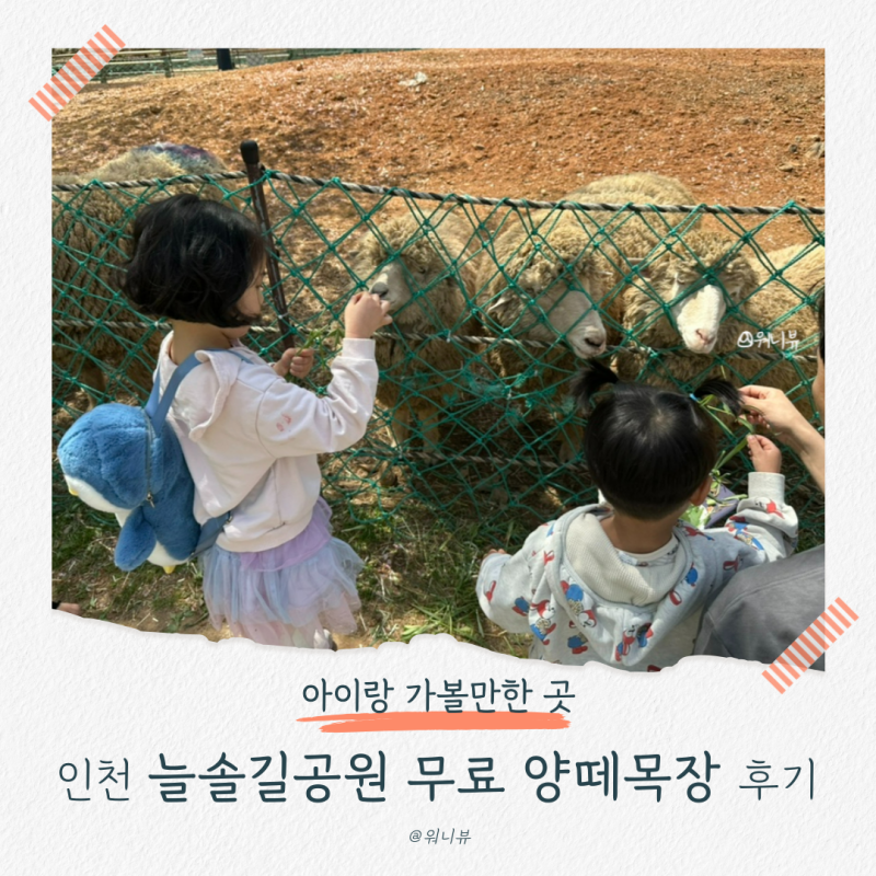 인천 아이와 가볼만한곳!✨늘솔길공원 양떼목장 무료 주차 및 이용시간 총정리