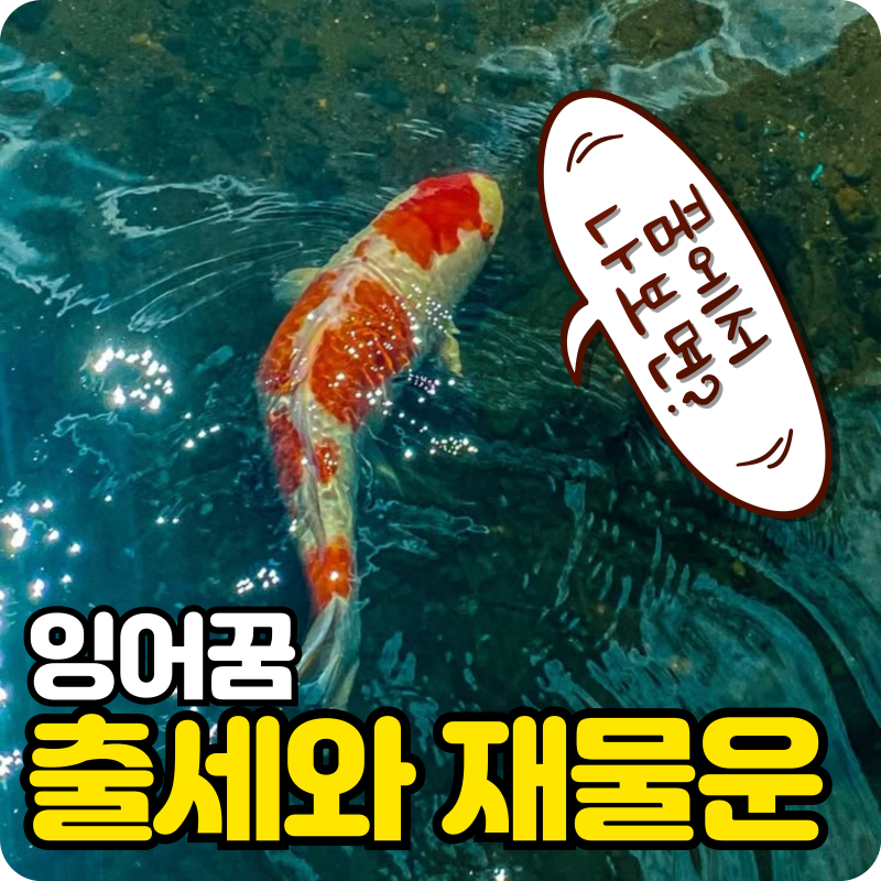 잉어 꿈, 단순한 태몽을 넘어선 출세와 재물운의 결정적 신호들