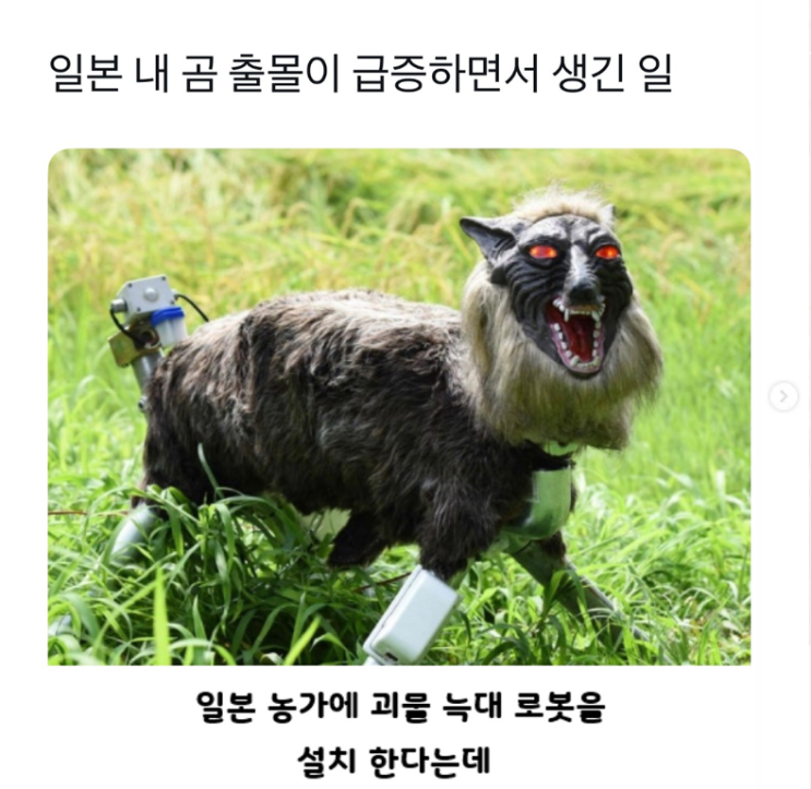  일본 내 곰 출몰이 급증하면서 생긴 일