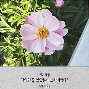 모란꽃 개화시기 언제? 모란 꽃말과 작약 차이 총정리
