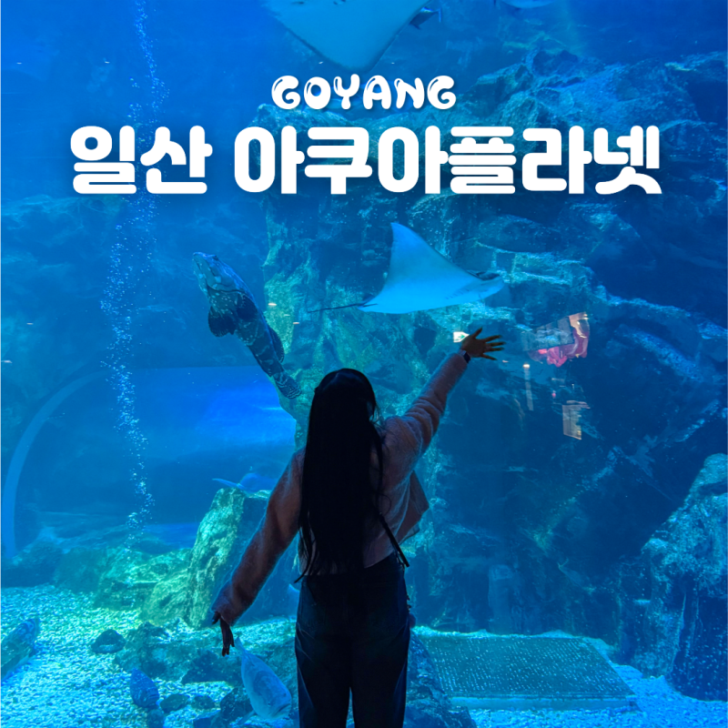 일산 아쿠아플라넷 아기와 가볼만한곳 입장료 바다코끼리 할인 공연 시간