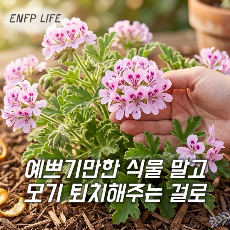 똑똑한 플랜테리어의 모기가 싫어하는 식물 BEST 4 추천!