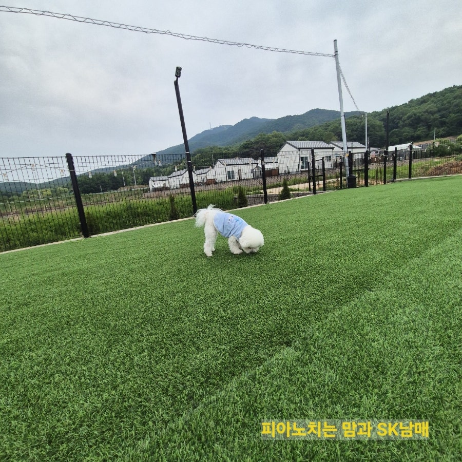 멍블리애견펜션 사진 6