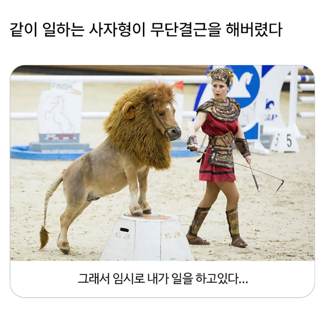  같이 일하는 사자형이 무단결근을 해버렸다.