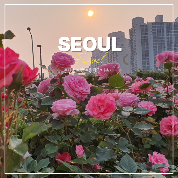  중랑구 장미축제 일정 주차 먹거리 태릉 중랑천 장미축제