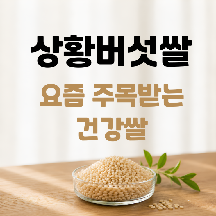  상황버섯쌀 효능 부작용 섭취방법 총정리