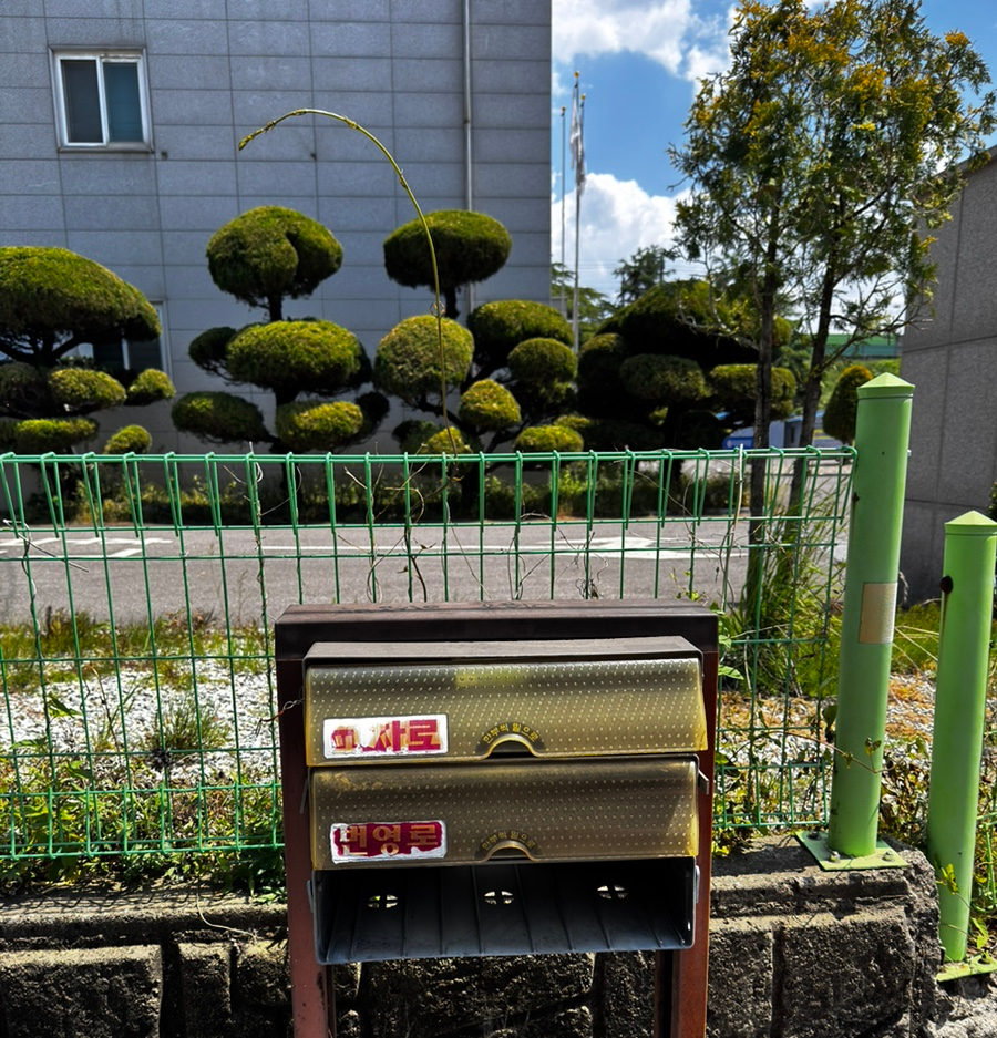 솜리치킨 서신본점 사진 3