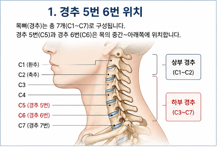 경추 5번 6번 위치·신경부터 디스크·통증·증상, 운동, 골절, 요추1번, 목디스크까지 한 번에 ....