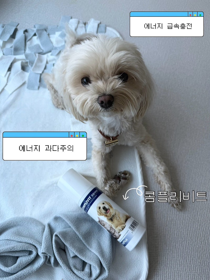 강아지종합영양제 벳플러스 콤플리비트 강아지 밥안먹을때 추천